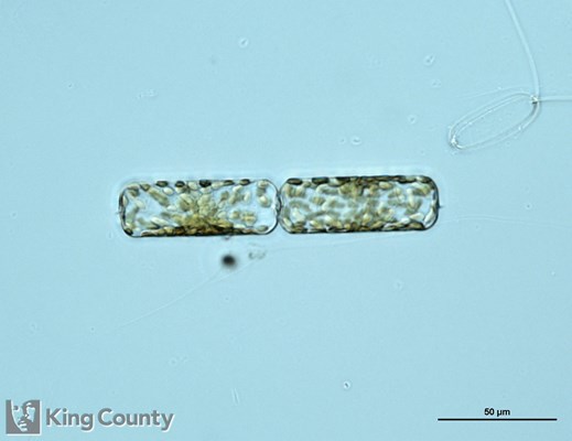 Photo of Dactyliosolen fragilissimus